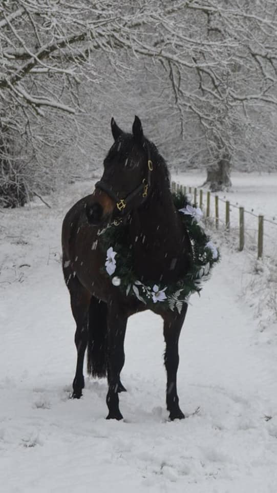 Horse Snow